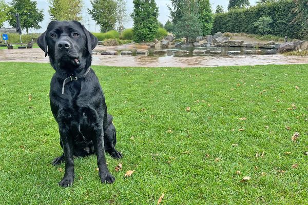 Labrador Yuna’s weg naar een gezond gewicht