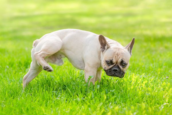 Die gele plekken in het gras… ze vertellen eigenlijk een verhaal