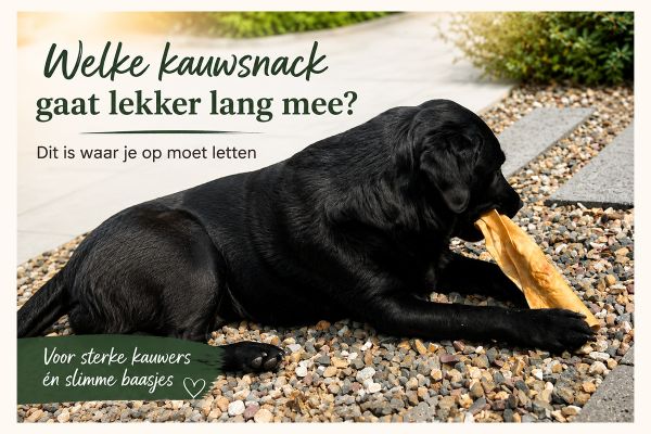Welke kauwsnack gaat lekker lang mee? Dit is waar je op moet letten