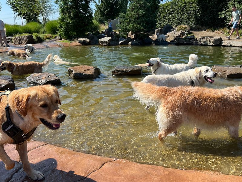 Terugblik op de Golden Retriever Dag - wat een feestje!