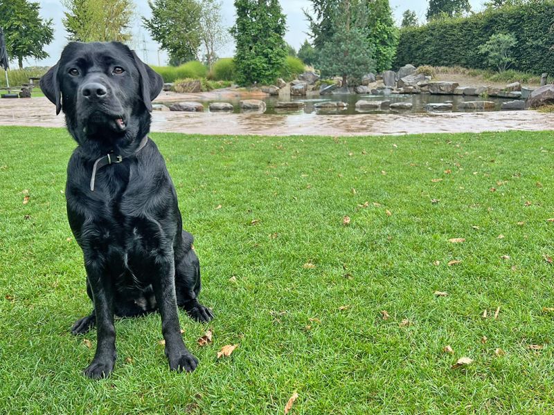 Labrador Yuna’s weg naar een gezond gewicht