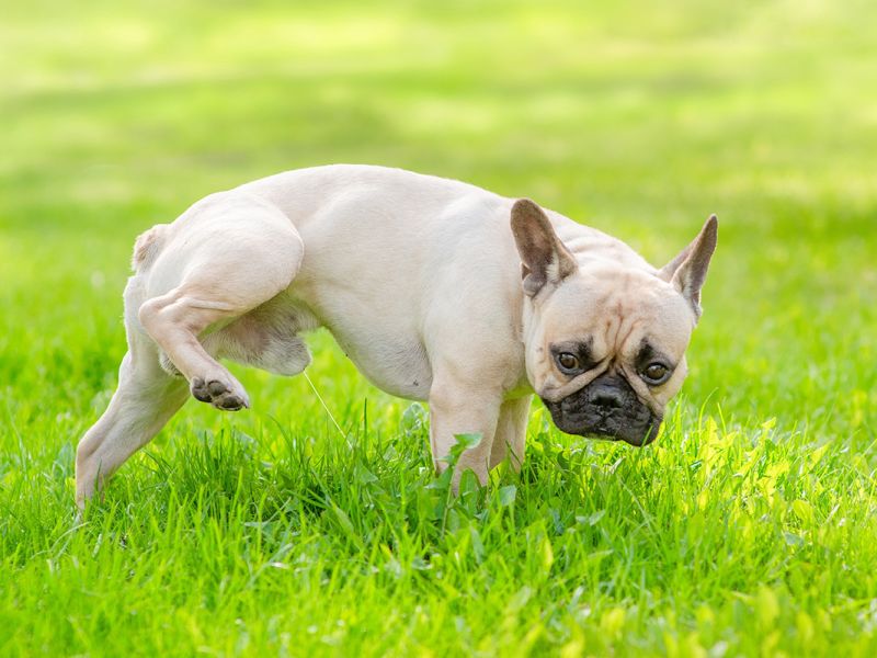 Die gele plekken in het gras… ze vertellen eigenlijk een verhaal