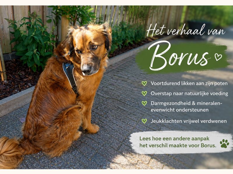 Praktijkverhaal, Borus had jeuk aan zijn poten