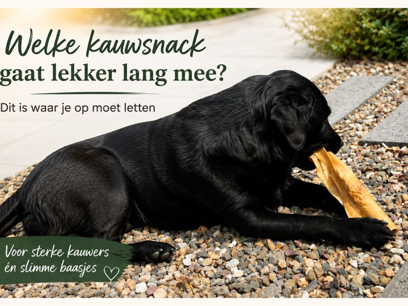 Welke kauwsnack gaat lekker lang mee? Dit is waar je op moet letten