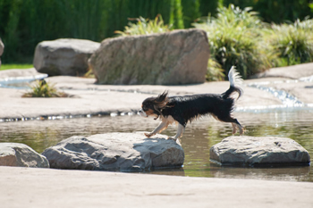 hond-vrij-zwemmen-spelen (2)