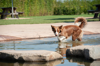 Foto's puppyduik