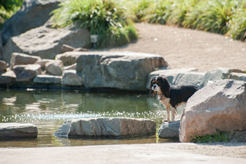 Hondenzwemvijver Ut Poeleke10-min