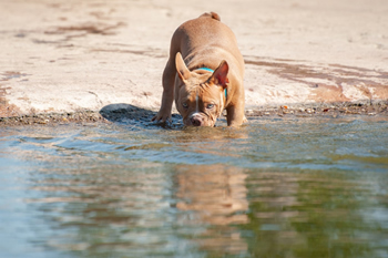 Hondenzwemvijver Ut Poeleke18-min