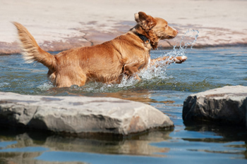 Hondenzwemvijver Ut Poeleke21-min