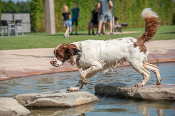 Hondenzwemvijver Ut Poeleke25-min