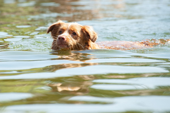 Hondenzwemvijver Ut Poeleke29-min
