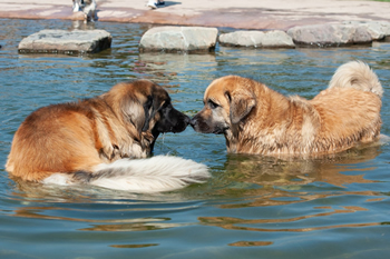 Hondenzwemvijver Ut Poeleke30-min