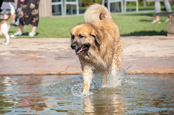 Hondenzwemvijver Ut Poeleke35-min