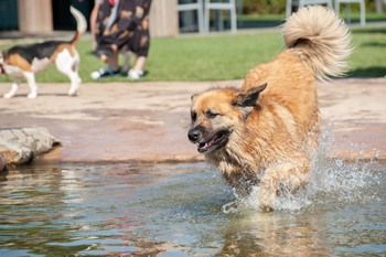 Hondenzwemvijver Ut Poeleke36-min