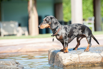 Hondenzwemvijver Ut Poeleke42-min