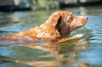 Hondenzwemvijver Ut Poeleke43-min