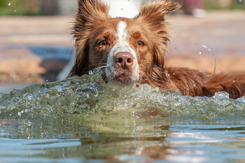 Hondenzwemvijver Ut Poeleke45-min