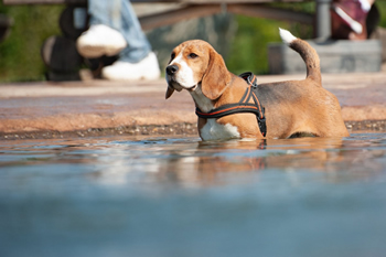 Hondenzwemvijver Ut Poeleke51-min