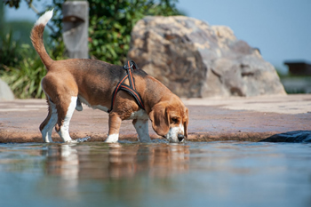 Hondenzwemvijver Ut Poeleke52-min