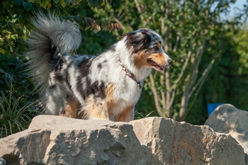 Hondenzwemvijver Ut Poeleke53-min