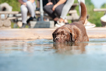 Hondenzwemvijver Ut Poeleke56-min