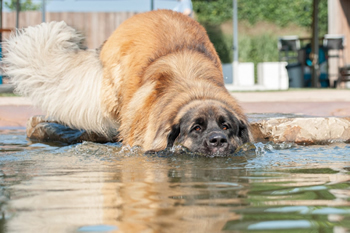 Hondenzwemvijver Ut Poeleke60-min