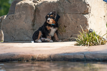 Hondenzwemvijver Ut Poeleke61-min