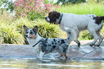 Hondenzwemvijver Ut Poeleke63-min