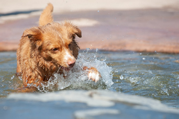 Hondenzwemvijver Ut Poeleke65-min