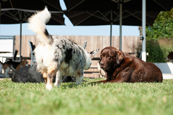 Hondenzwemvijver Ut Poeleke68-min
