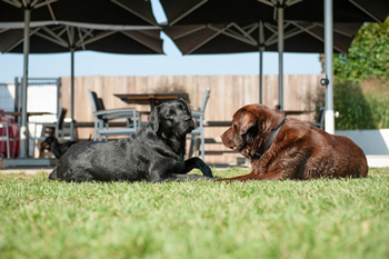 Hondenzwemvijver Ut Poeleke69-min