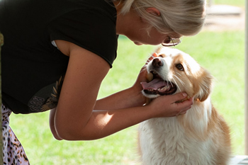 Hondenzwemvijver Ut Poeleke77-min