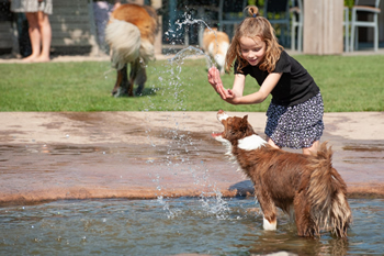 Hondenzwemvijver Ut Poeleke81-min
