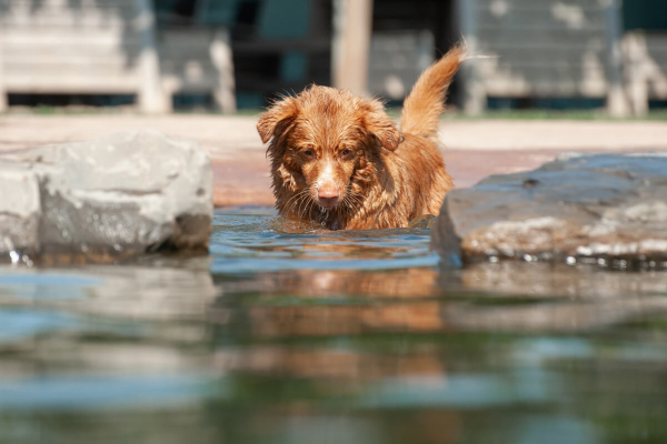 hond-vrij-zwemmen-spelen (38)(1)