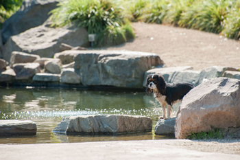 hond-vrij-zwemmen-spelen (1)