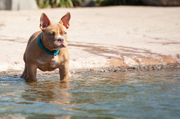 hond-vrij-zwemmen-spelen (10)