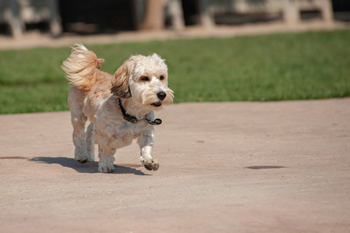 hond-vrij-zwemmen-spelen (11)