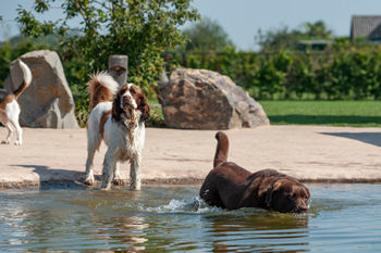 hond-vrij-zwemmen-spelen (5)