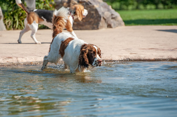 hond-vrij-zwemmen-spelen (6)