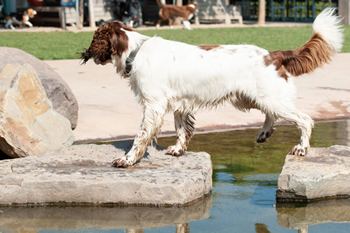 hond-vrij-zwemmen-spelen (7)