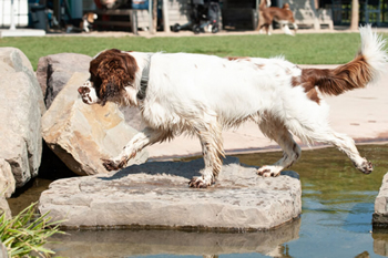 hond-vrij-zwemmen-spelen (8)