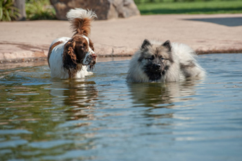 hond-vrij-zwemmen-spelen (14)