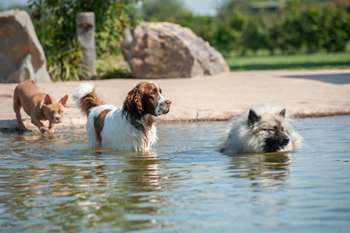 hond-vrij-zwemmen-spelen (15)