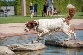 hond-vrij-zwemmen-spelen (16)