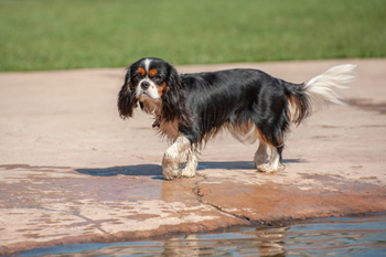 hond-vrij-zwemmen-spelen (17)