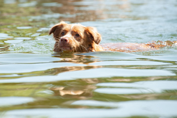 hond-vrij-zwemmen-spelen (20)