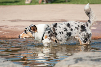 hond-vrij-zwemmen-spelen (22)