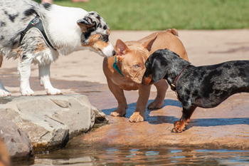 hond-vrij-zwemmen-spelen (23)