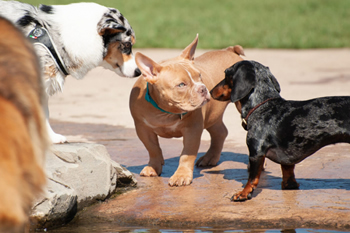 hond-vrij-zwemmen-spelen (24)