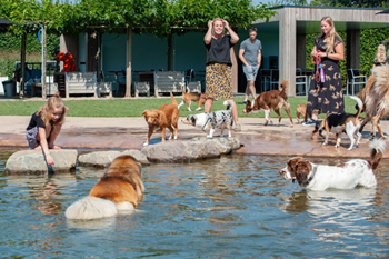hond-vrij-zwemmen-spelen (25)